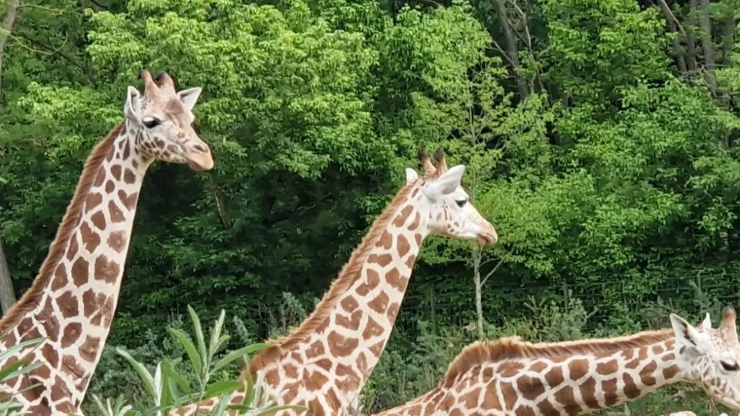 Tierpark Berlin – Foto 3