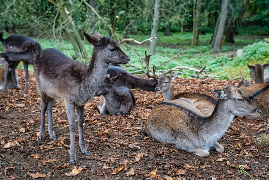 Botanischer Volkspark Blankenfelde-Pankow – Foto 3