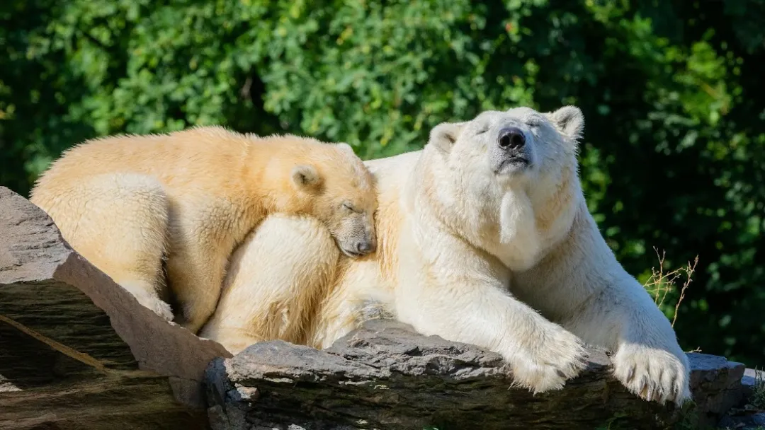 Tierpark Berlin – Foto 2