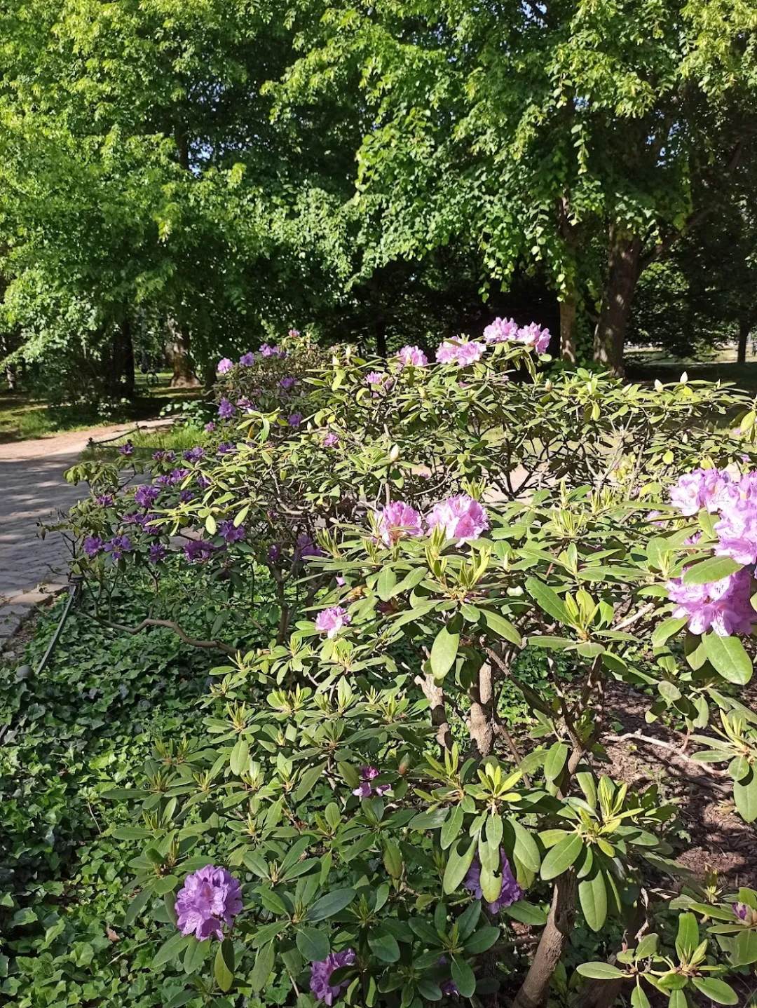 Duftgarten im Friedrichshain – Foto 4