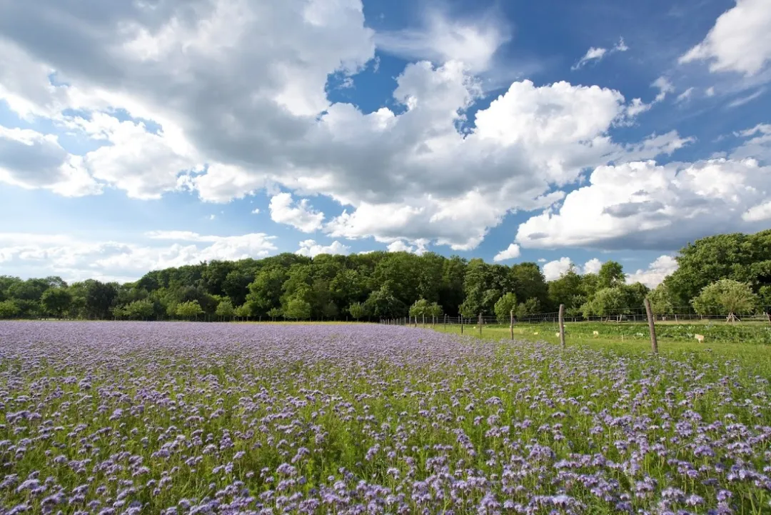 Botanischer Volkspark Blankenfelde-Pankow – Foto 4